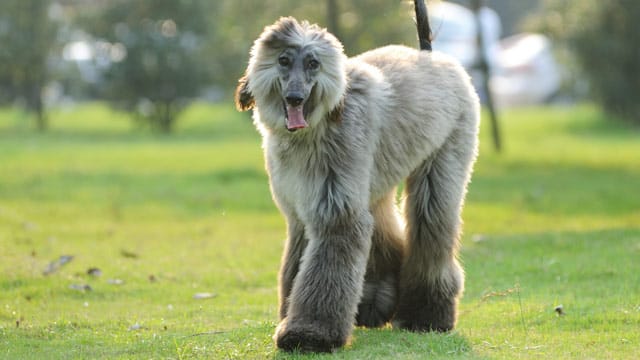 Ein Afghanischer Windhund braucht viel Auslauf.