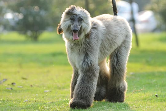 Ein Afghanischer Windhund braucht viel Auslauf.