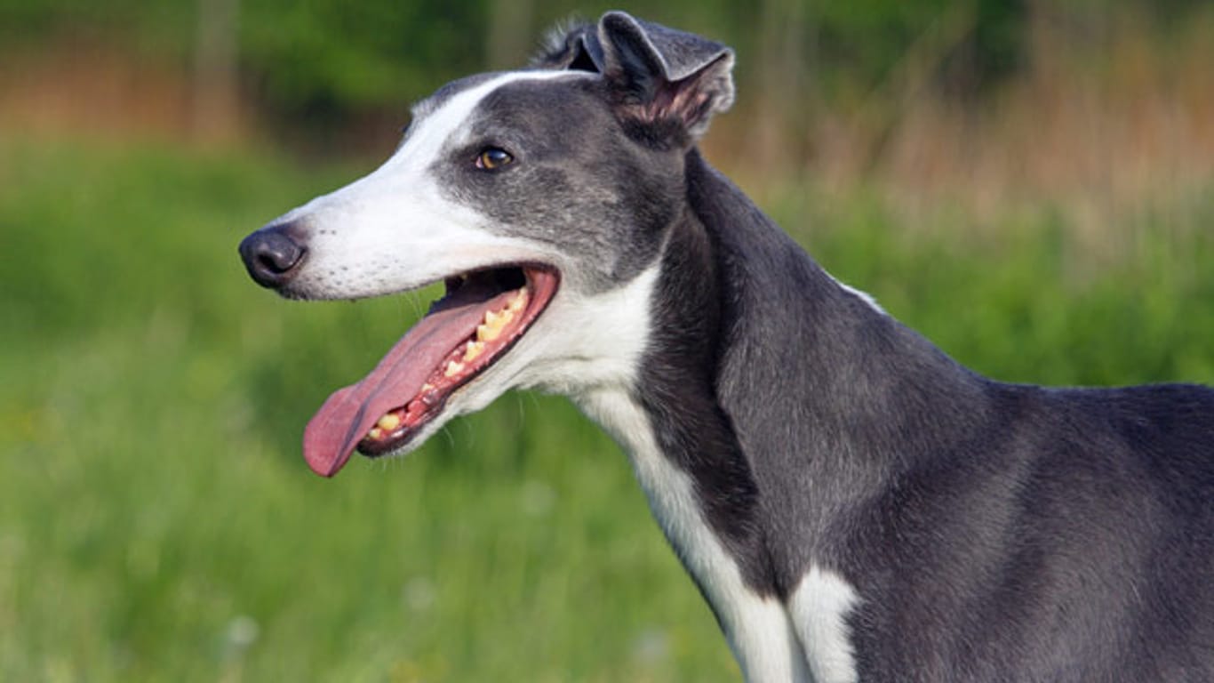 Der Greyhound gilt als klassischer Windhund.