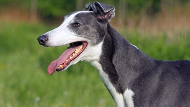 Der Greyhound gilt als klassischer Windhund.