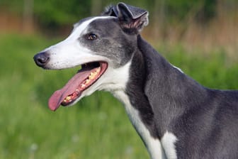 Der Greyhound gilt als klassischer Windhund.