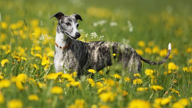 Der kleine Whippet hat wie alle Windhunde einen großen Bewegungsdrang.