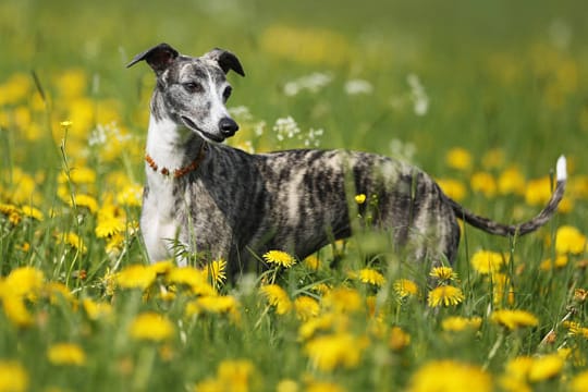 Der kleine Whippet hat wie alle Windhunde einen großen Bewegungsdrang.