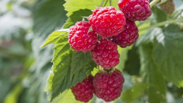 Die Himbeere Aroma Queen kann ganzjährig gepflanzt werden. Sie ist resistent gegen viele gängige Krankheiten.