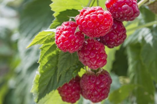 Die Himbeere Aroma Queen kann ganzjährig gepflanzt werden. Sie ist resistent gegen viele gängige Krankheiten.