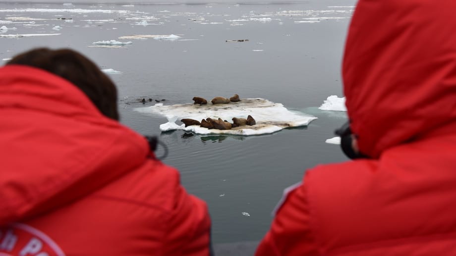 Walrösser haben es sich auf einer Eisscholle bequem gemacht - und die Touristen auf dem Schiff holen die Kameras hervor, trotz Kälte.