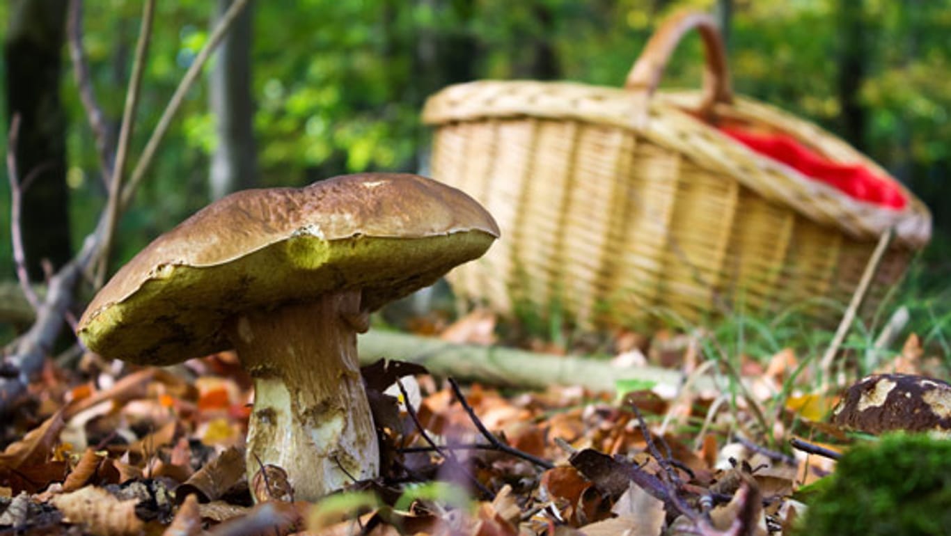 Essbare Pilze werden schnell mit ungenießbaren bis hochgiftigen Pilzen verwechselt.