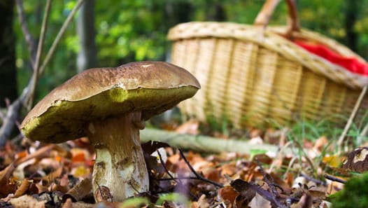 Essbare Pilze werden schnell mit ungenießbaren bis hochgiftigen Pilzen verwechselt.