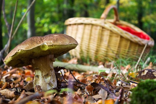 Essbare Pilze werden schnell mit ungenießbaren bis hochgiftigen Pilzen verwechselt.