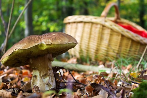 Essbare Pilze werden schnell mit ungenießbaren bis hochgiftigen Pilzen verwechselt.