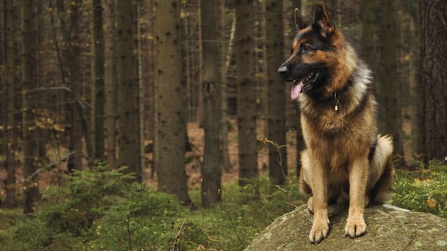 Der Deutsche Schäferhund belegt den vierten Platz der beliebtesten Hunderassen Deutschlands.