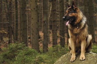 Der Deutsche Schäferhund belegt den vierten Platz der beliebtesten Hunderassen Deutschlands.