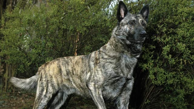 Der Holländische Schäferhund ist eine sensible Rasse.