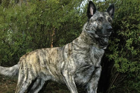 Der Holländische Schäferhund ist eine sensible Rasse.