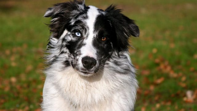 Der Australian Shepherd kann unterschiedliche Fellfarben haben: Von ganz schwarz über braun mit Abzeichen bis hin zu "Blue Merle" wie im Bild zu sehen.