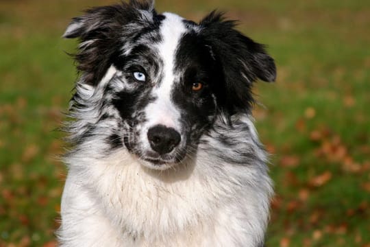 Der Australian Shepherd kann unterschiedliche Fellfarben haben: Von ganz schwarz über braun mit Abzeichen bis hin zu "Blue Merle" wie im Bild zu sehen.