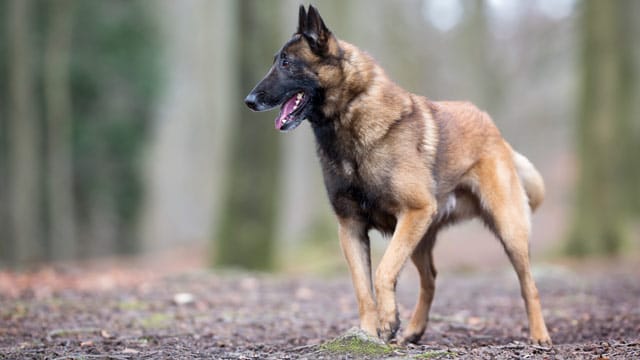 Der Belgische Malinois zeichnet sich durch die schwarzen Fellfärbungen aus.