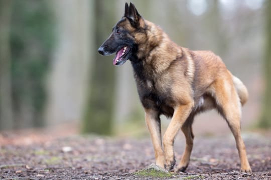 Der Belgische Malinois zeichnet sich durch die schwarzen Fellfärbungen aus.