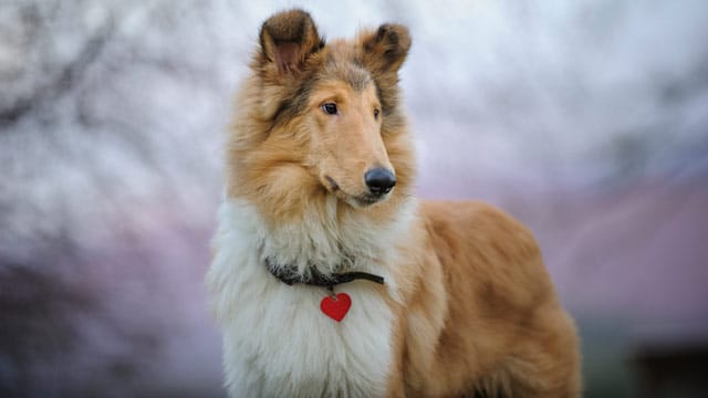 Der Schottische Schäferhund, auch Rough Collie, wird schon seit dem 13. Jahrhundert eingesetzt.