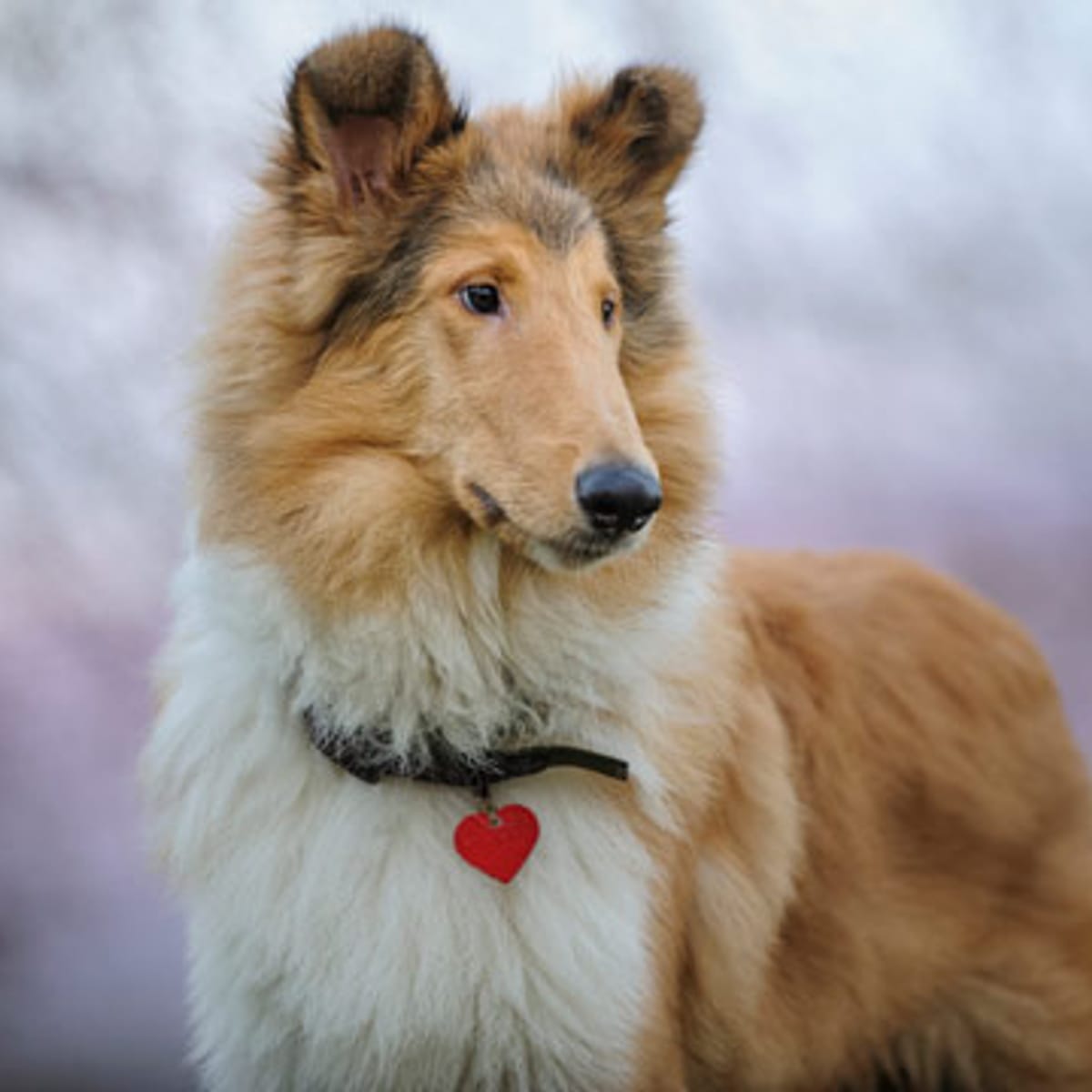 Lassie als Vorbild: Schottischer Schäferhund