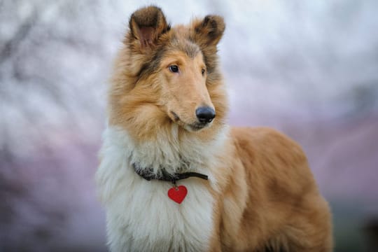 Der Schottische Schäferhund, auch Rough Collie, wird schon seit dem 13. Jahrhundert eingesetzt.