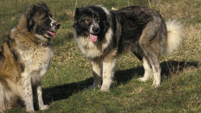 Kaukasische Schäferhunde sehen aus wie kuschelige Bären – können bei falscher Erziehung aber auch schnell aggressiv werden.