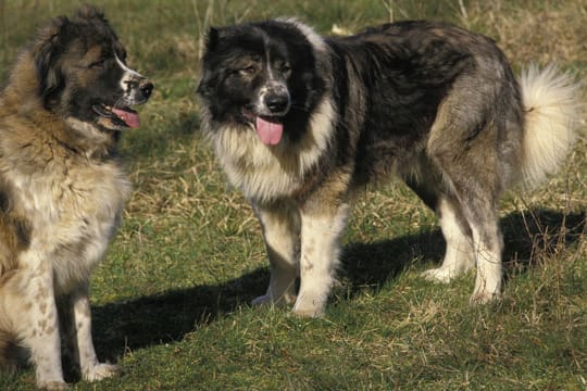 Kaukasische Schäferhunde sehen aus wie kuschelige Bären – können bei falscher Erziehung aber auch schnell aggressiv werden.