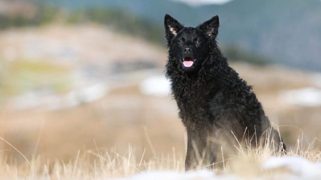 Der Kroatische Schäferhund ist hierzulande eher unbekannt. Dabei ist er ein exzellenter und menschenbezogener Wachhund.