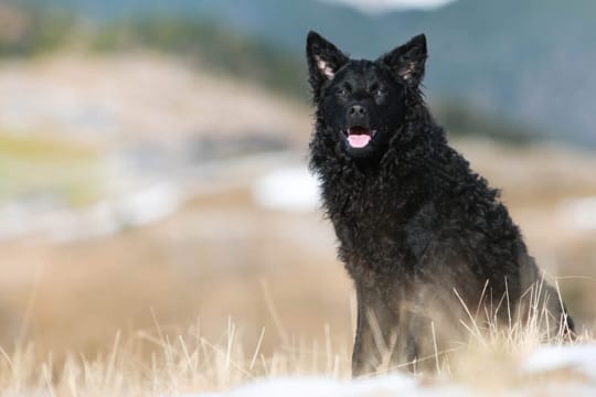 Der Kroatische Schäferhund ist hierzulande eher unbekannt. Dabei ist er ein exzellenter und menschenbezogener Wachhund.