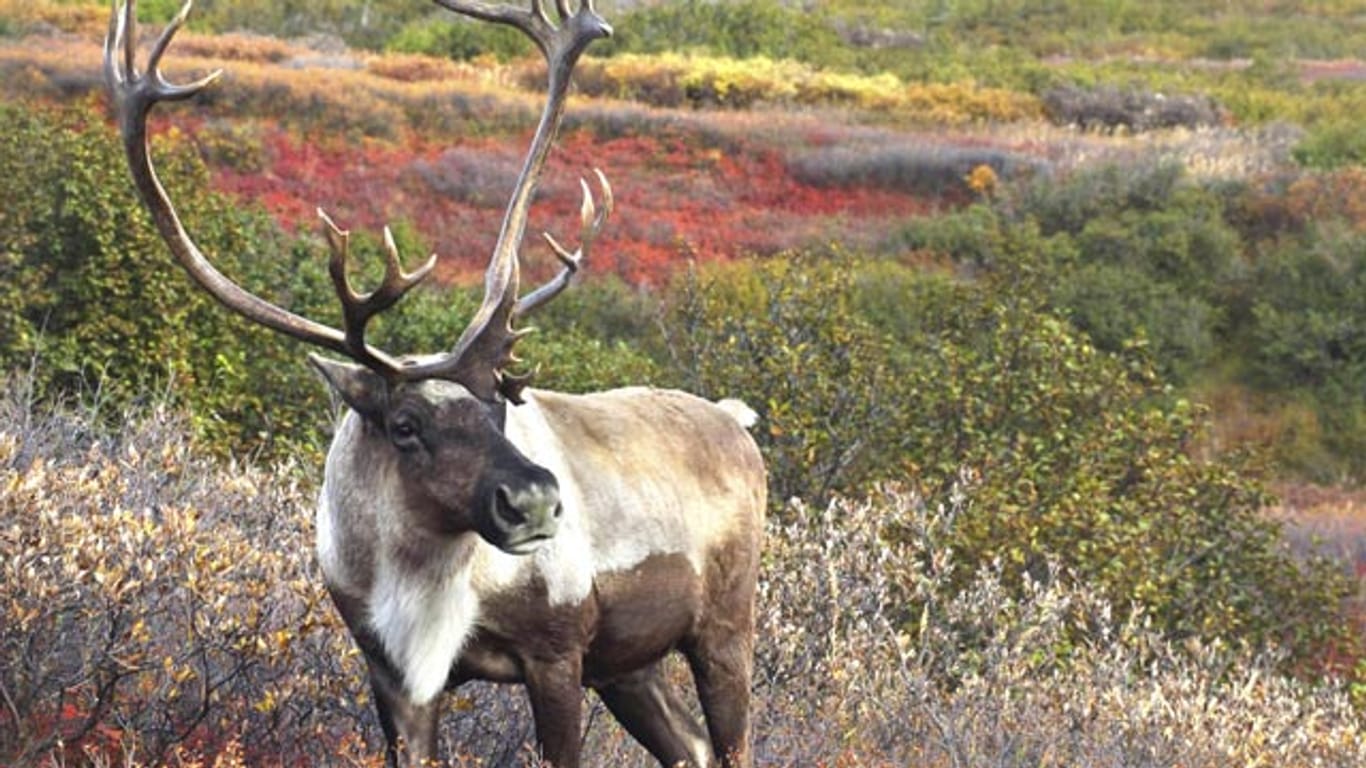 In der Tundra und weiten offenen Gebieten fühlen sich Rentiere wohl.