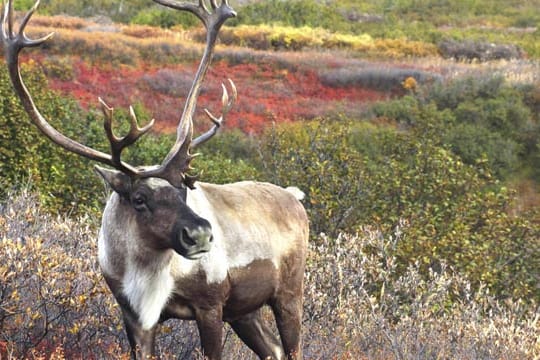 In der Tundra und weiten offenen Gebieten fühlen sich Rentiere wohl.