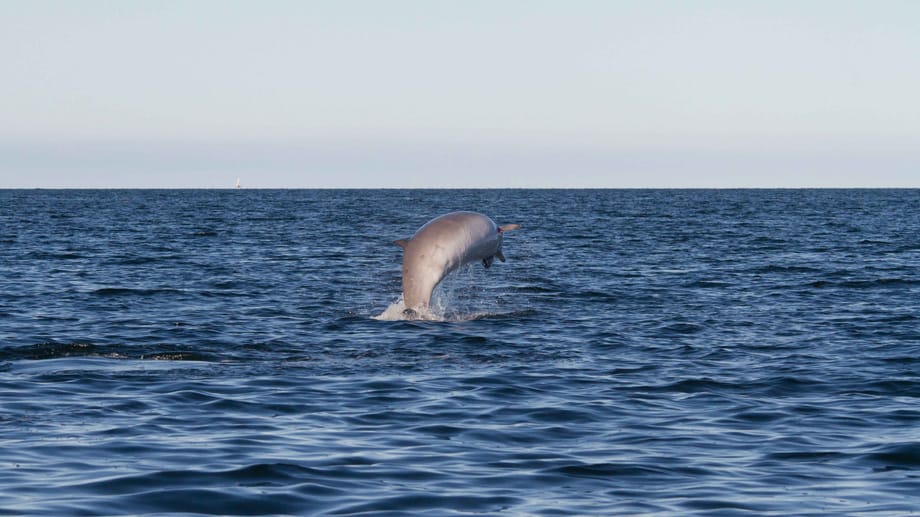 Ein Sowerby-Zweizahnwal ist in der Ostsee aufgetaucht.