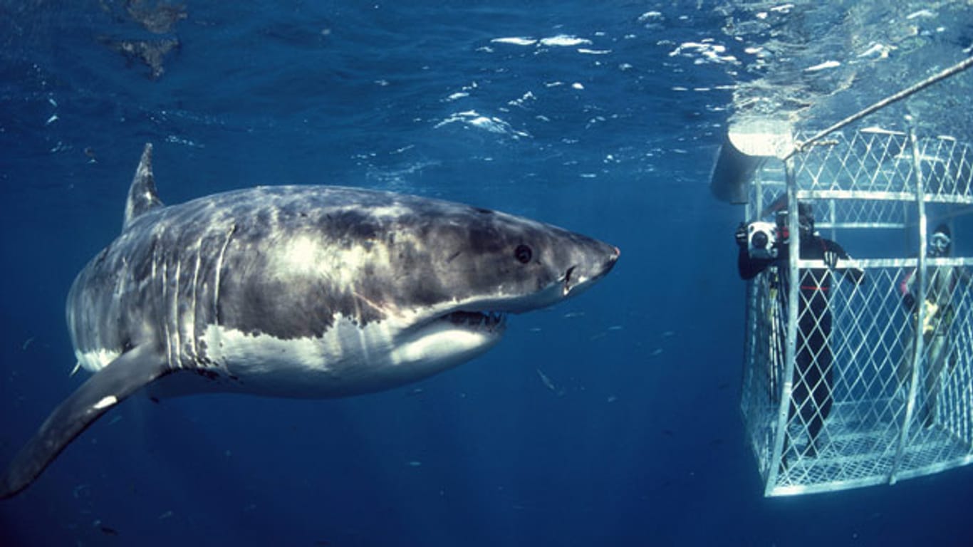 Beeindruckende Begegnung: Der Weiße Hai hautnah.