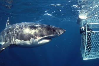 Beeindruckende Begegnung: Der Weiße Hai hautnah.