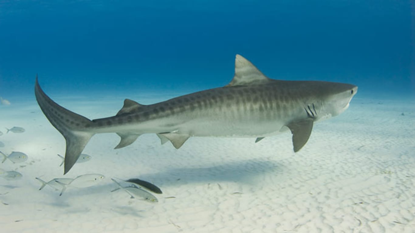 Das Muster des Tigerhais ist dem Sonnenspiel und den Sandbänken in Küstennähe angepasst.