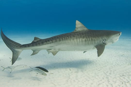 Das Muster des Tigerhais ist dem Sonnenspiel und den Sandbänken in Küstennähe angepasst.