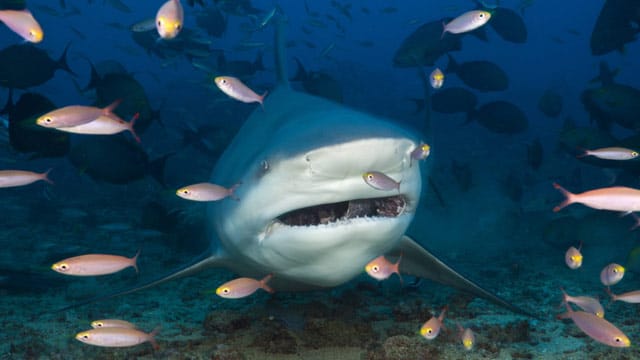 Der Bullenhai hat die Fähigkeit, im Süßwasser zu überleben.