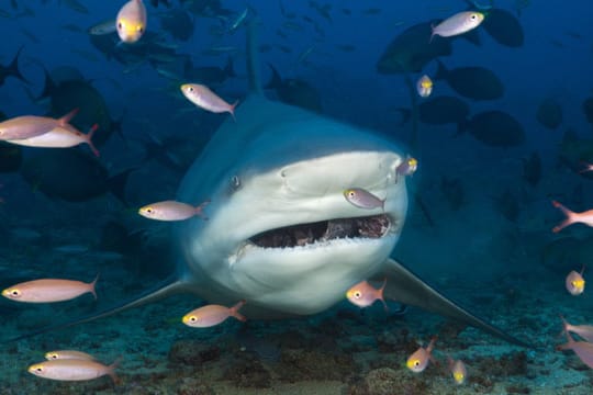 Der Bullenhai hat die Fähigkeit, im Süßwasser zu überleben.