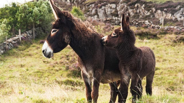 Esel sind seit Jahrhunderten domestizierte Nutztiere.