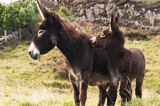 Esel sind seit Jahrhunderten domestizierte Nutztiere.