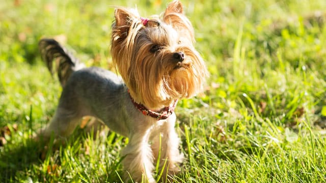 Unterschätzen Sie Yorkshire-Terrier nicht wegen ihrer kleinen Größe: Die quirligen Hunde brauchen Bewegung.