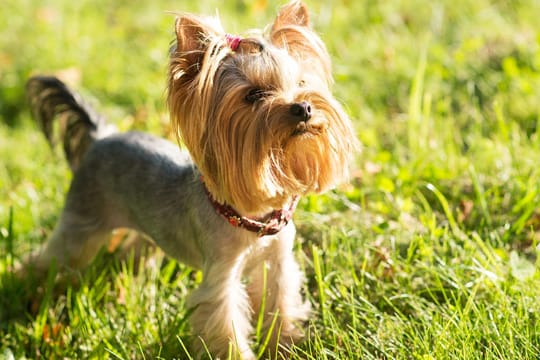 Unterschätzen Sie Yorkshire-Terrier nicht wegen ihrer kleinen Größe: Die quirligen Hunde brauchen Bewegung.