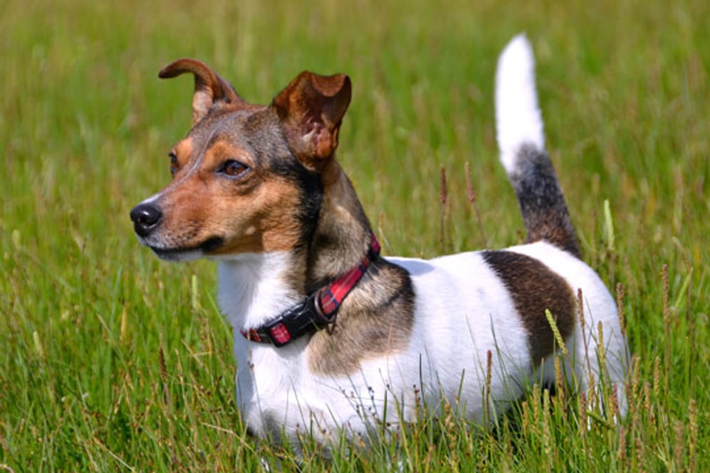 Jack-Russell-Terrier sind kleine Energiebündel die viel Auslauf brauchen.