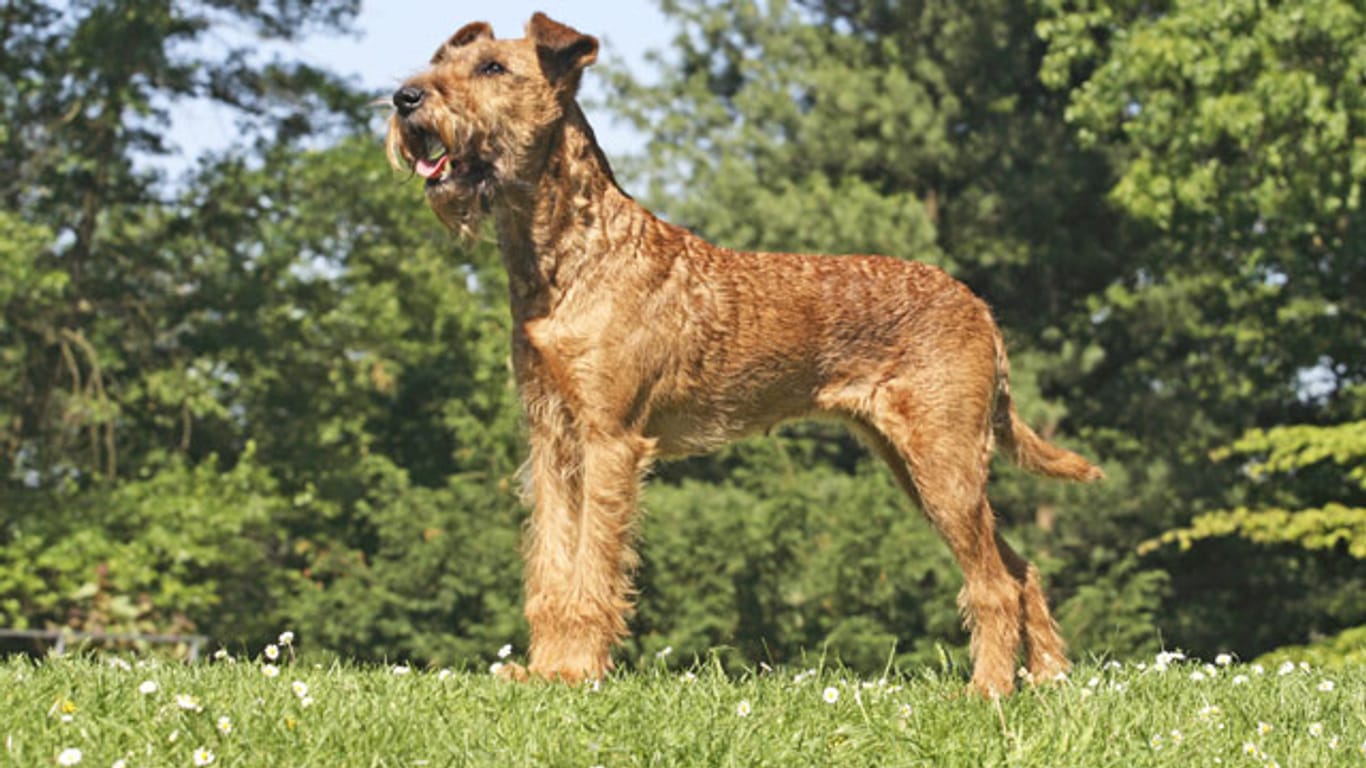 Irish Terrier haben etwas längeres Haar an der Schnauze, das wie ein Kinnbart wirkt.