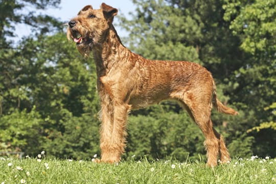 Irish Terrier haben etwas längeres Haar an der Schnauze, das wie ein Kinnbart wirkt.