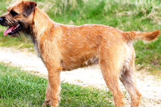 Border-Terrier erfreuen sich in Deutschland zunehmender Beliebtheit.