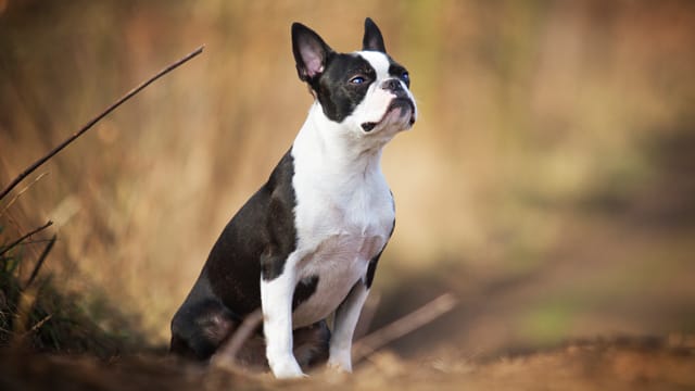 Der Boston-Terrier ist ein unkompliziertes Haustier.