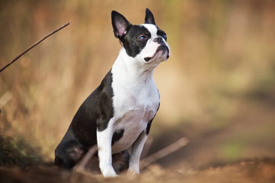 Der Boston-Terrier ist ein unkompliziertes Haustier.