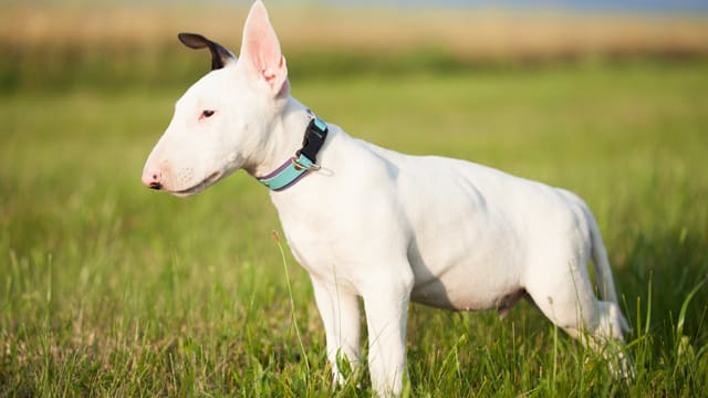 Der Anblick des Bullterriers wirkt auf viele Menschen einschüchternd.