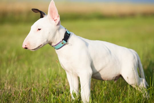 Der Anblick des Bullterriers wirkt auf viele Menschen einschüchternd.